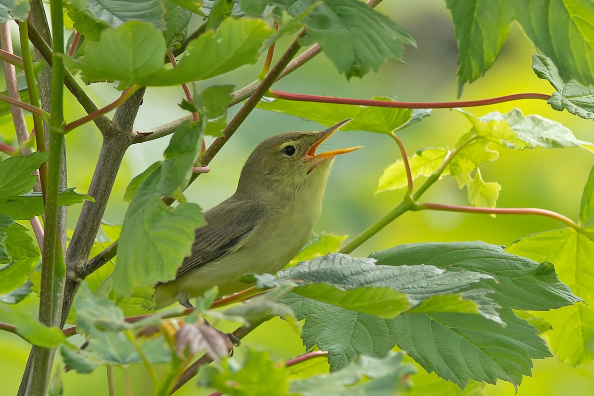 Melodious Warbler - ML619623551