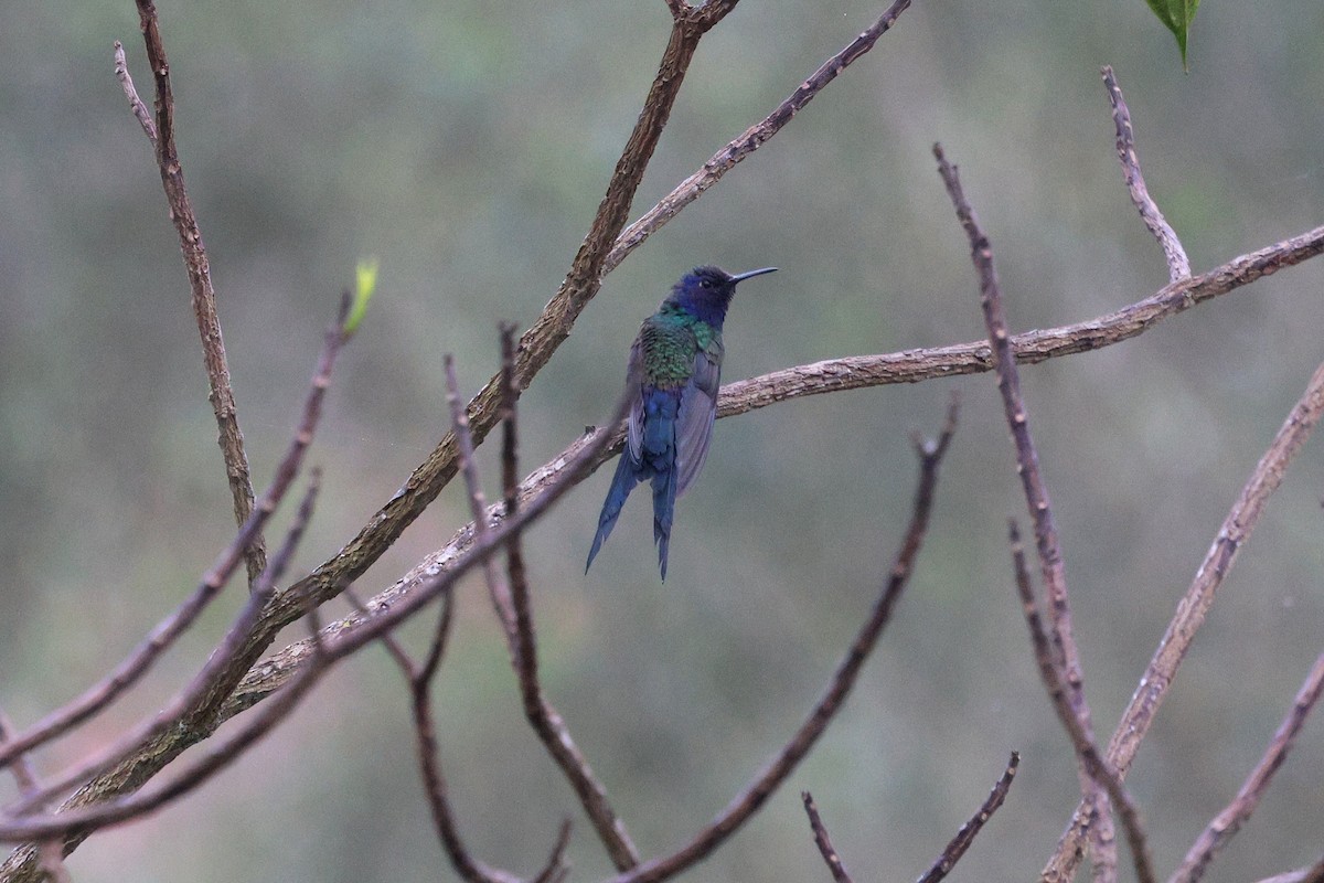 Swallow-tailed Hummingbird - ML619623561
