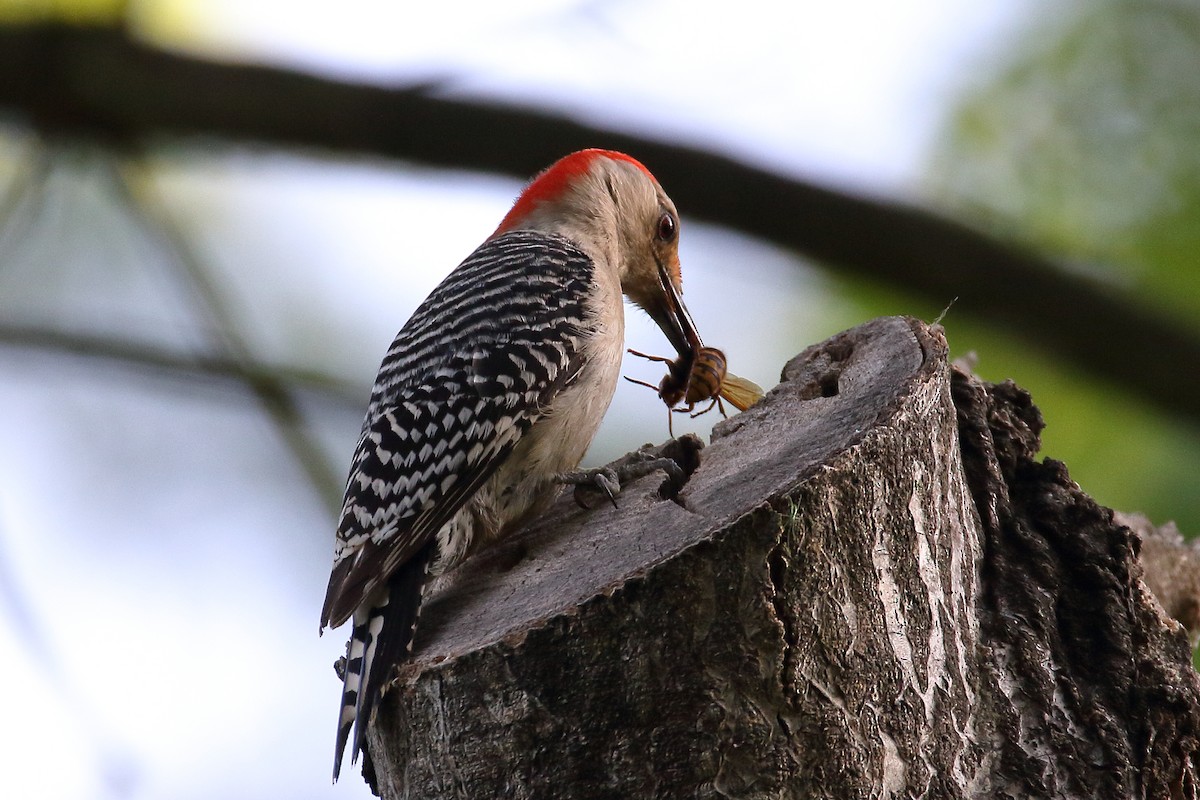 Red-bellied Woodpecker - ML619623574