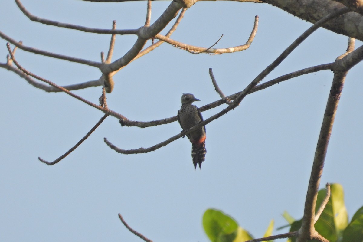 Freckle-breasted Woodpecker - ML619623621