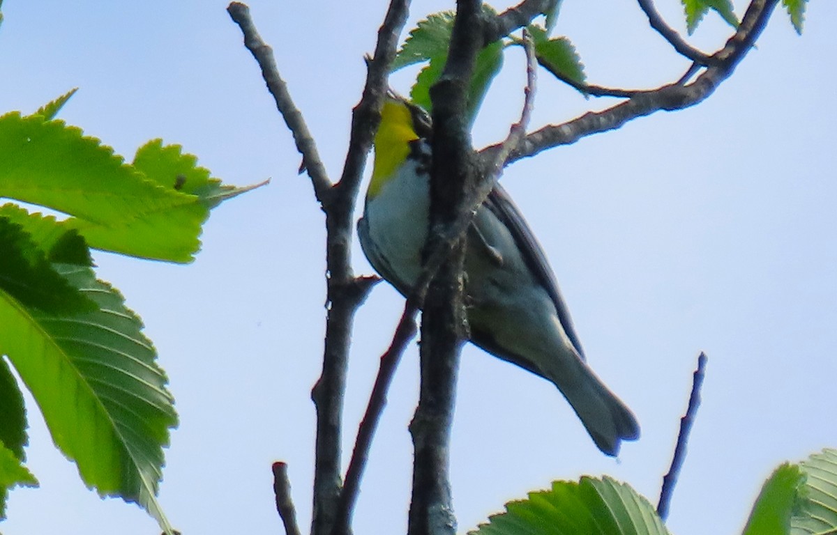 Yellow-throated Warbler - ML619623690