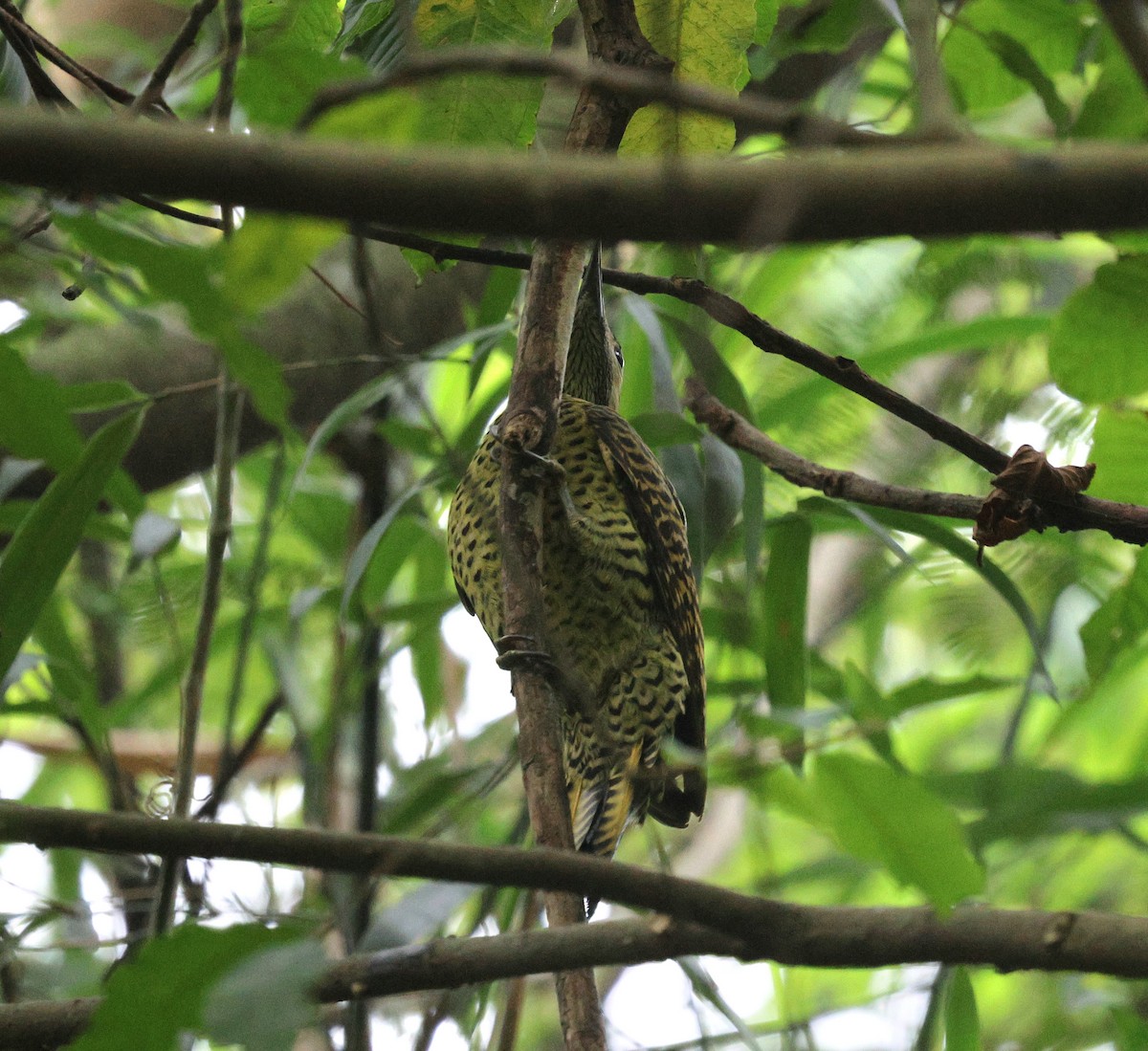 Green-barred Woodpecker - ML619623701