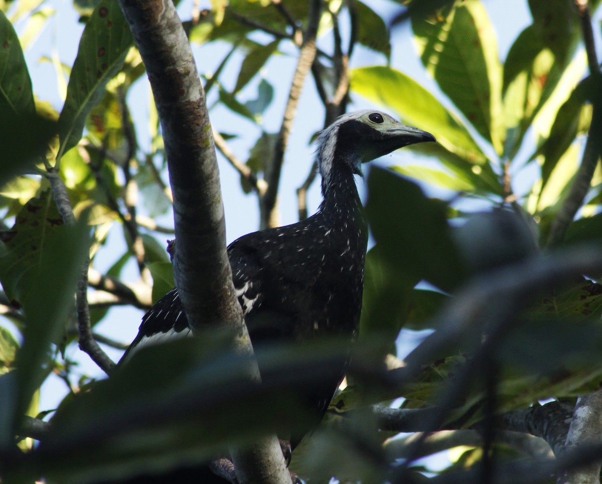 White-throated Piping-Guan - ML619623933