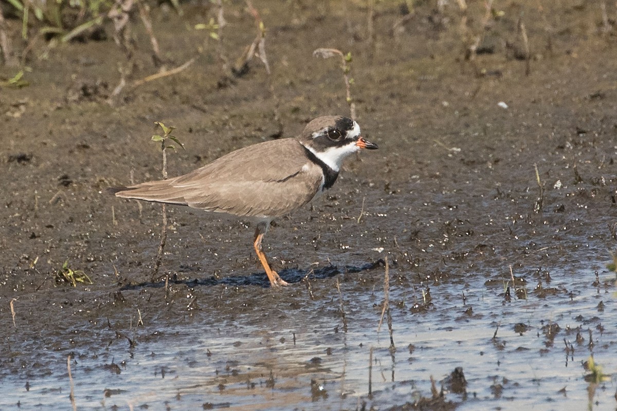 Semipalmated Plover - ML619623944