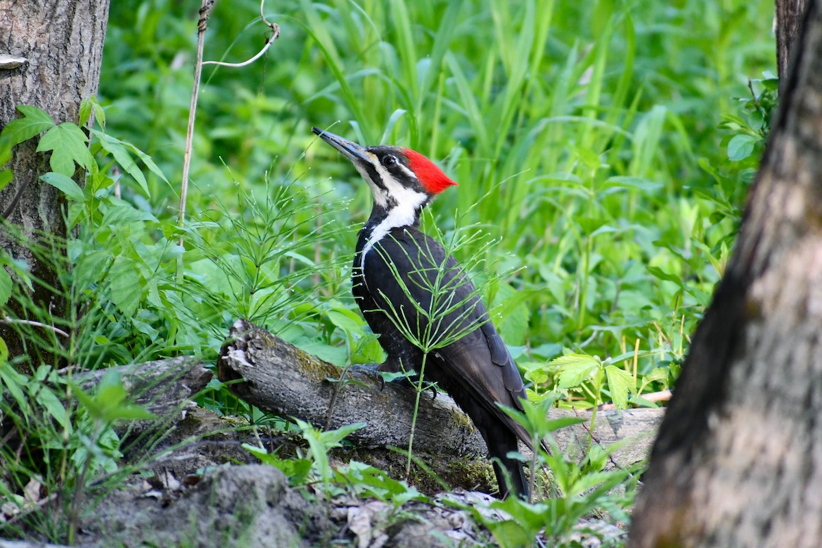 Pileated Woodpecker - ML619624067