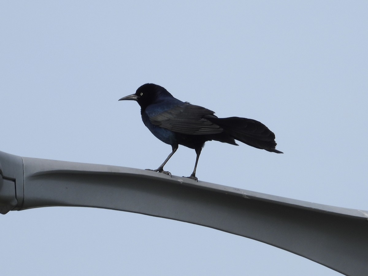 Boat-tailed Grackle - ML619624114