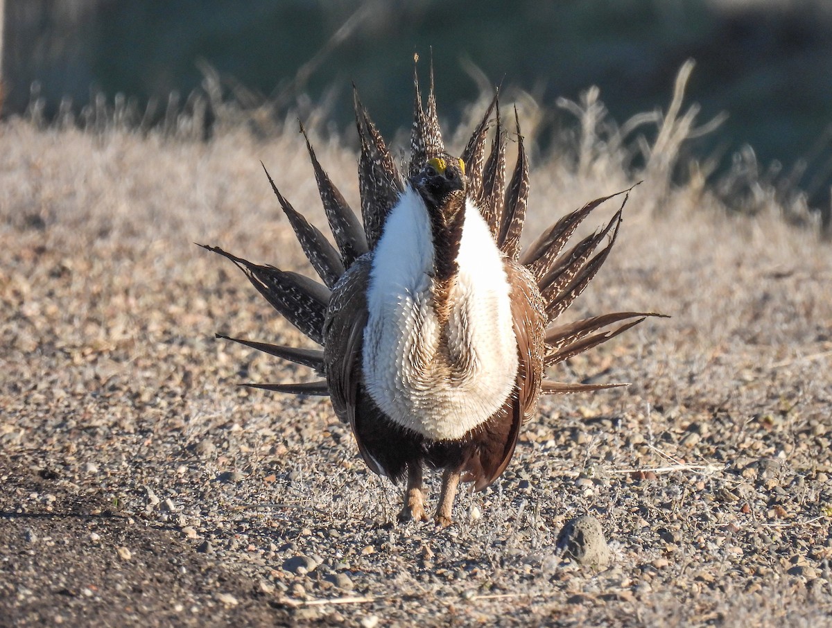 Greater Sage-Grouse - ML619624140