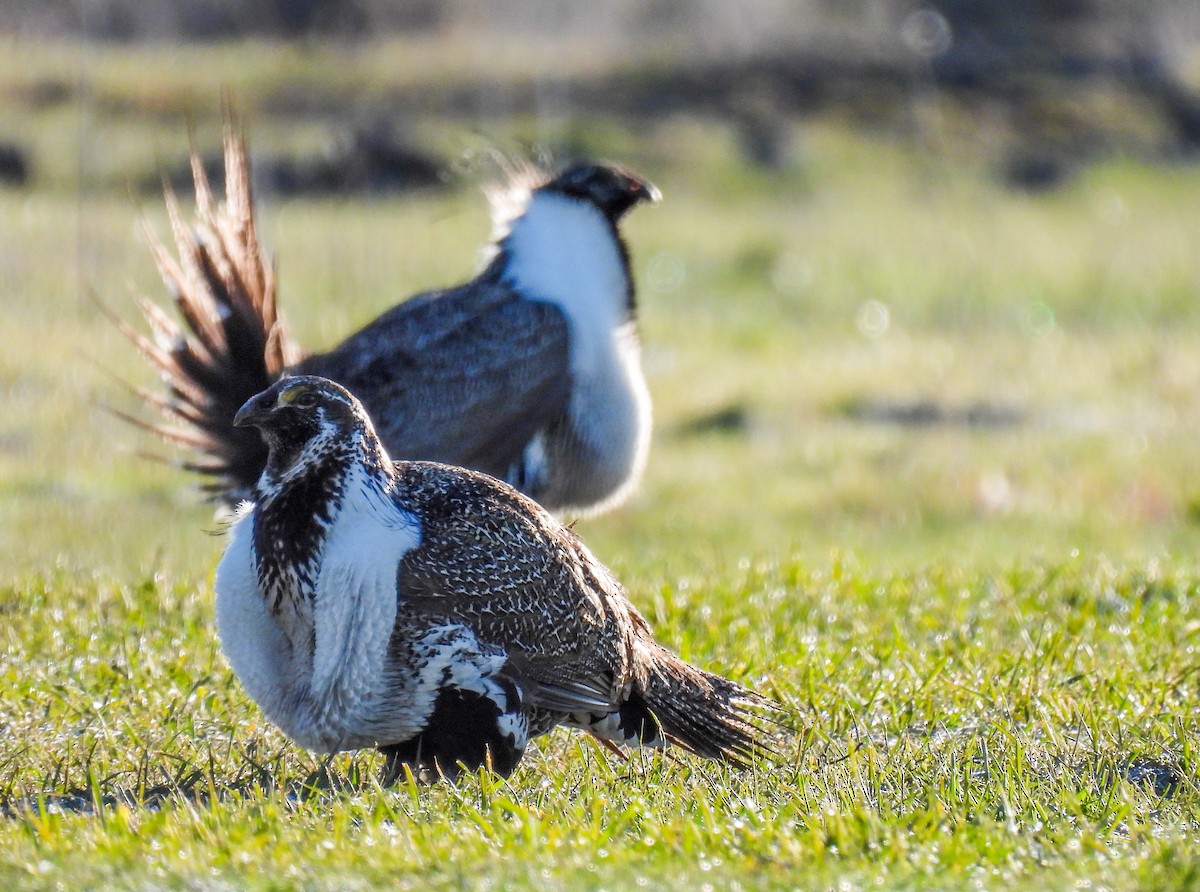 Greater Sage-Grouse - ML619624141