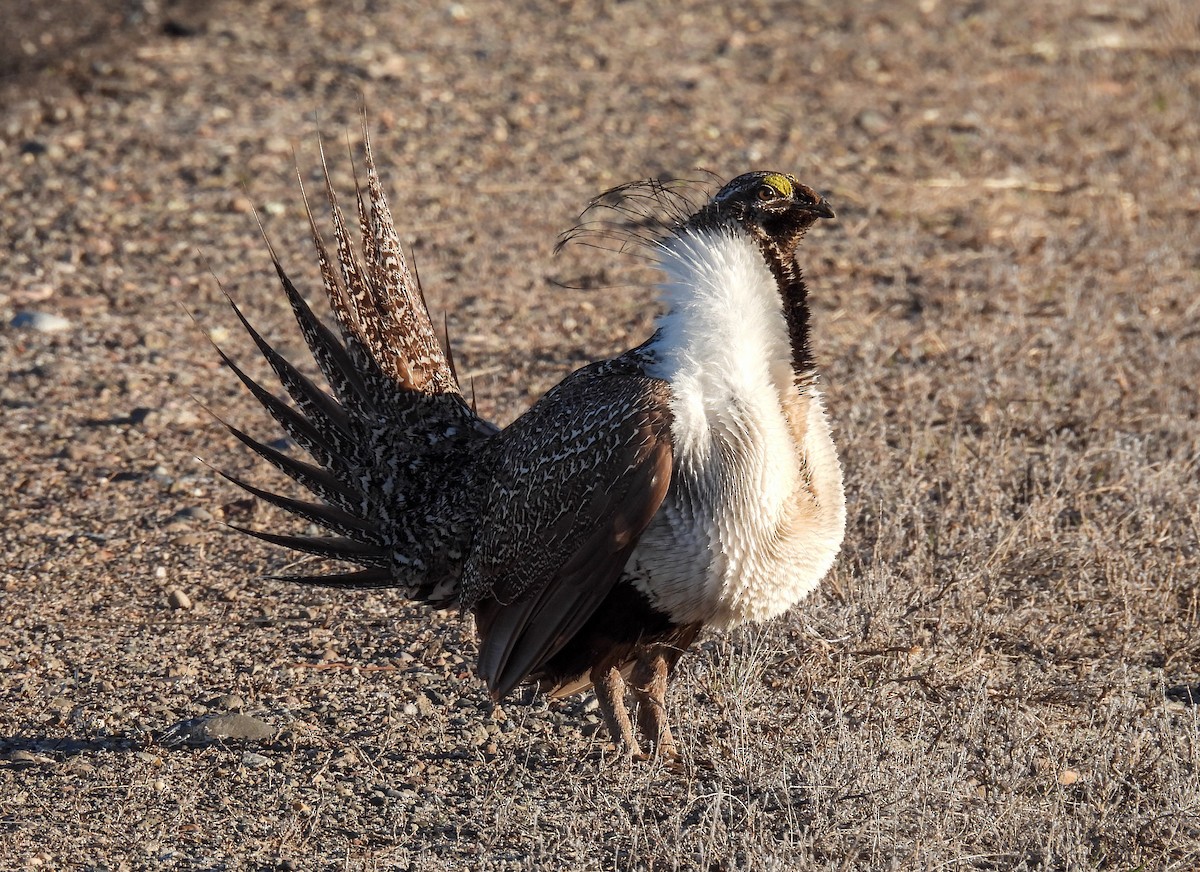 Greater Sage-Grouse - ML619624142