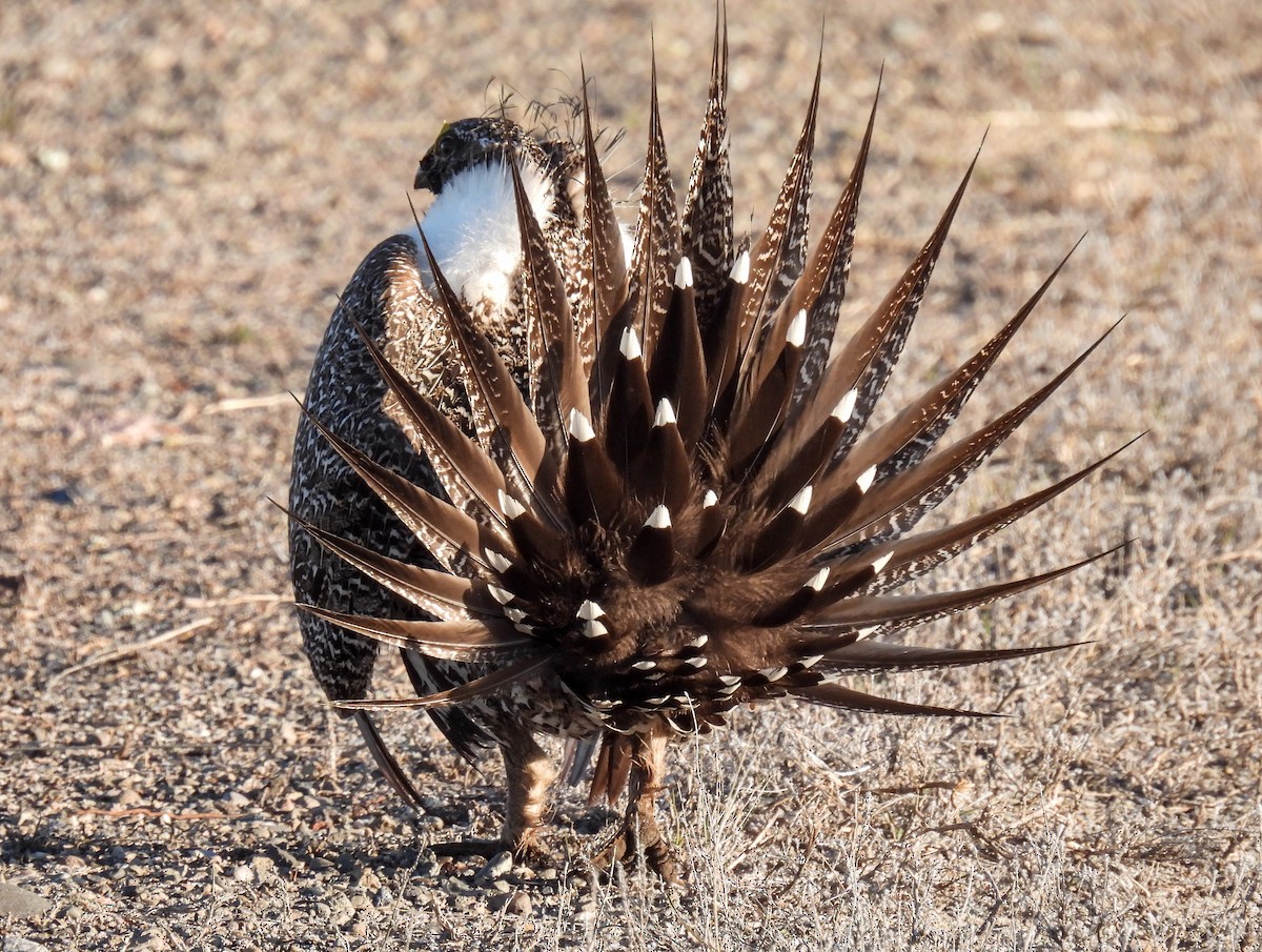 Greater Sage-Grouse - ML619624144