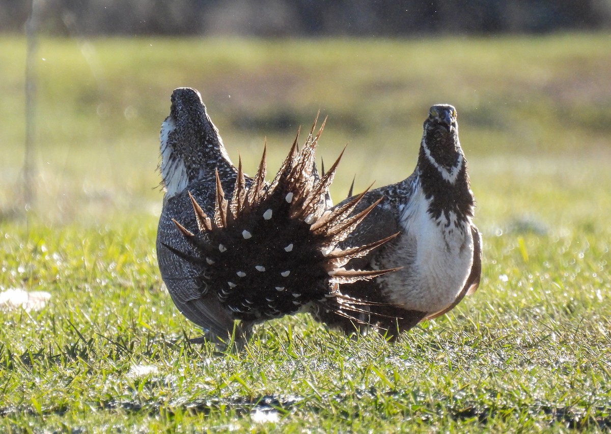 Greater Sage-Grouse - ML619624153