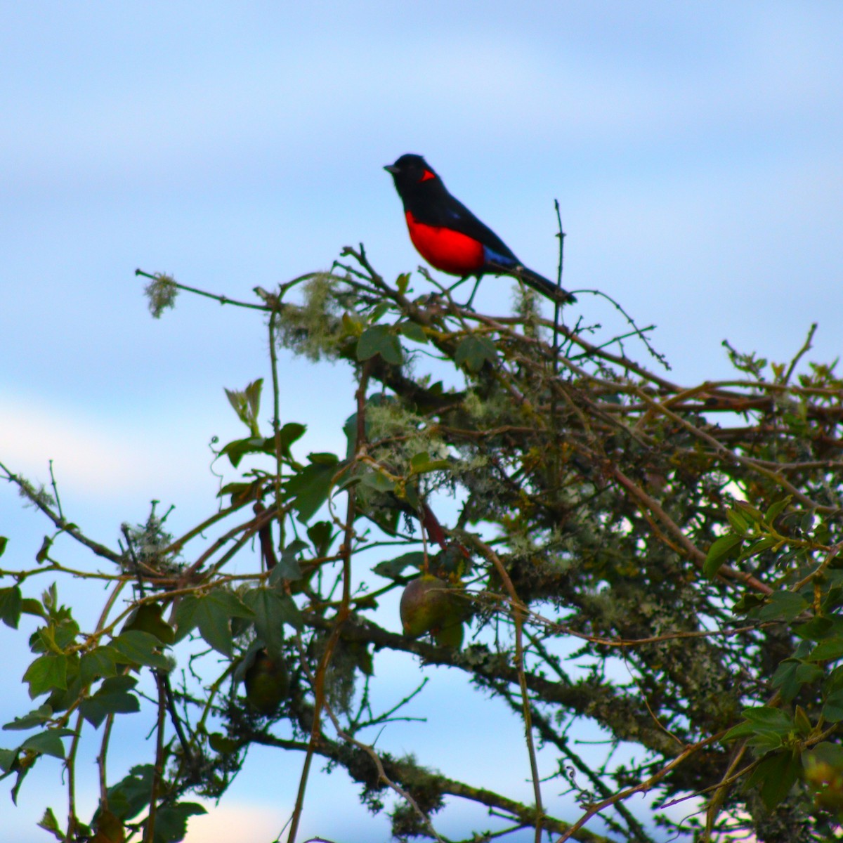 Scarlet-bellied Mountain Tanager - ML619624180