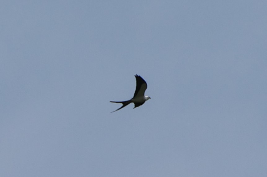 Swallow-tailed Kite - ML619624223