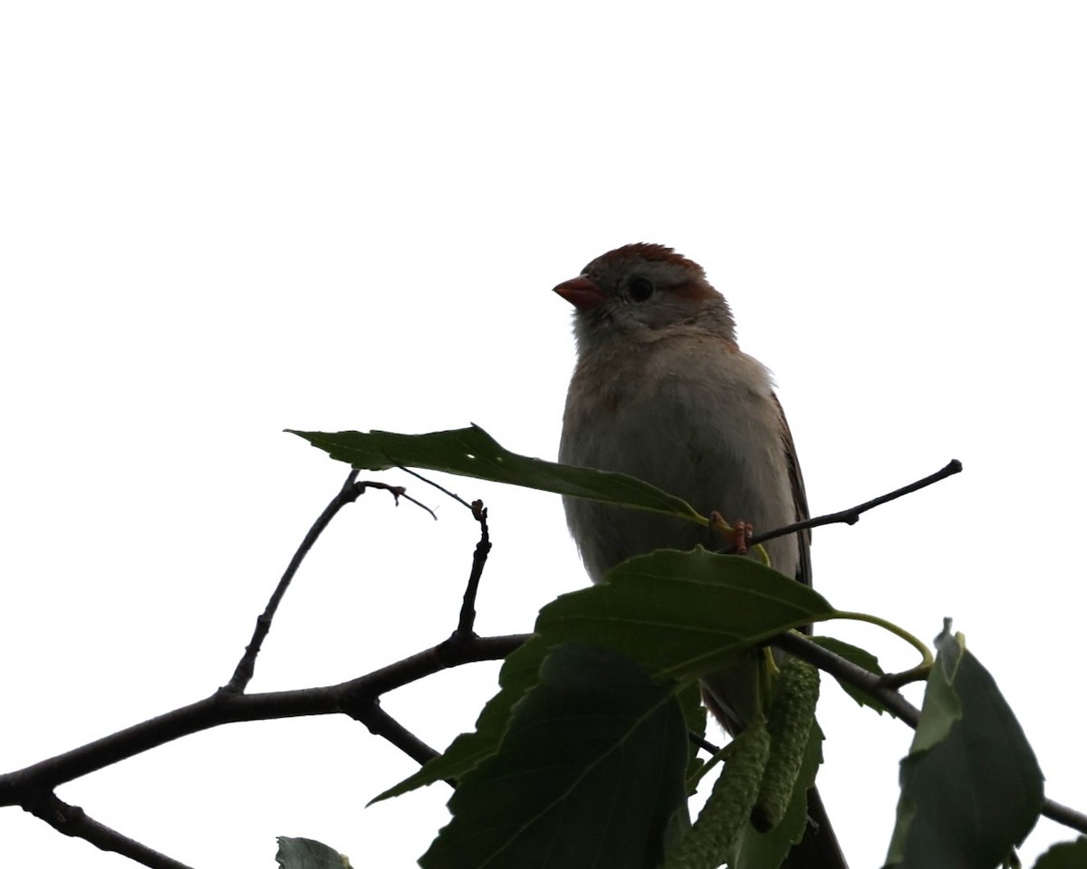 Field Sparrow - ML619624233