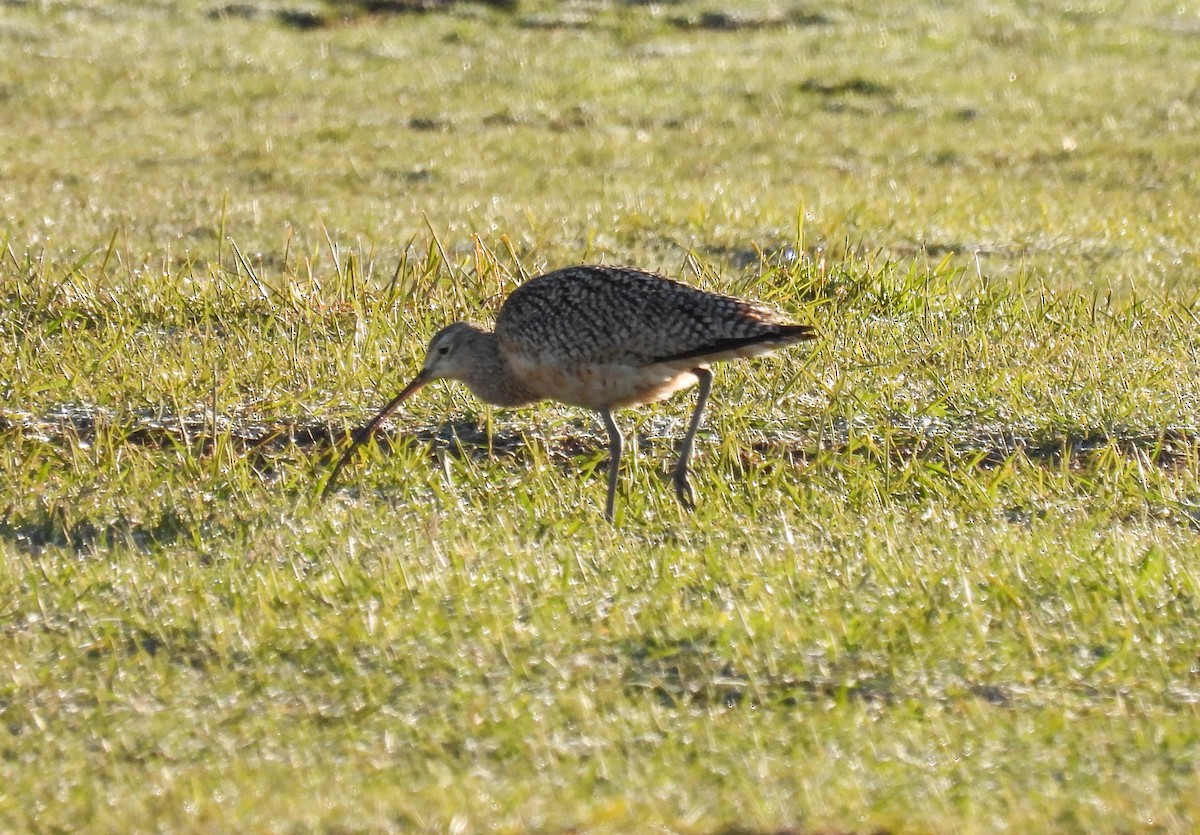 Long-billed Curlew - ML619624263