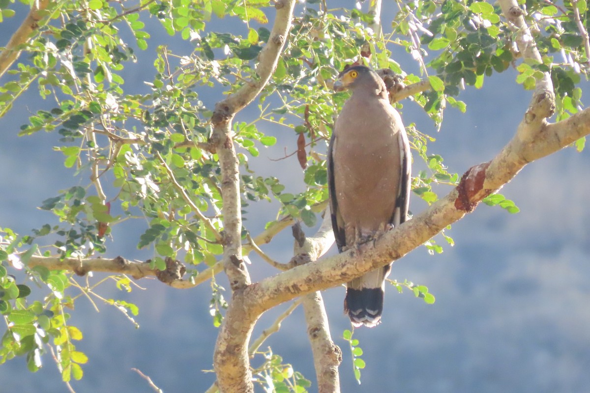 Crested Serpent-Eagle - ML619624297