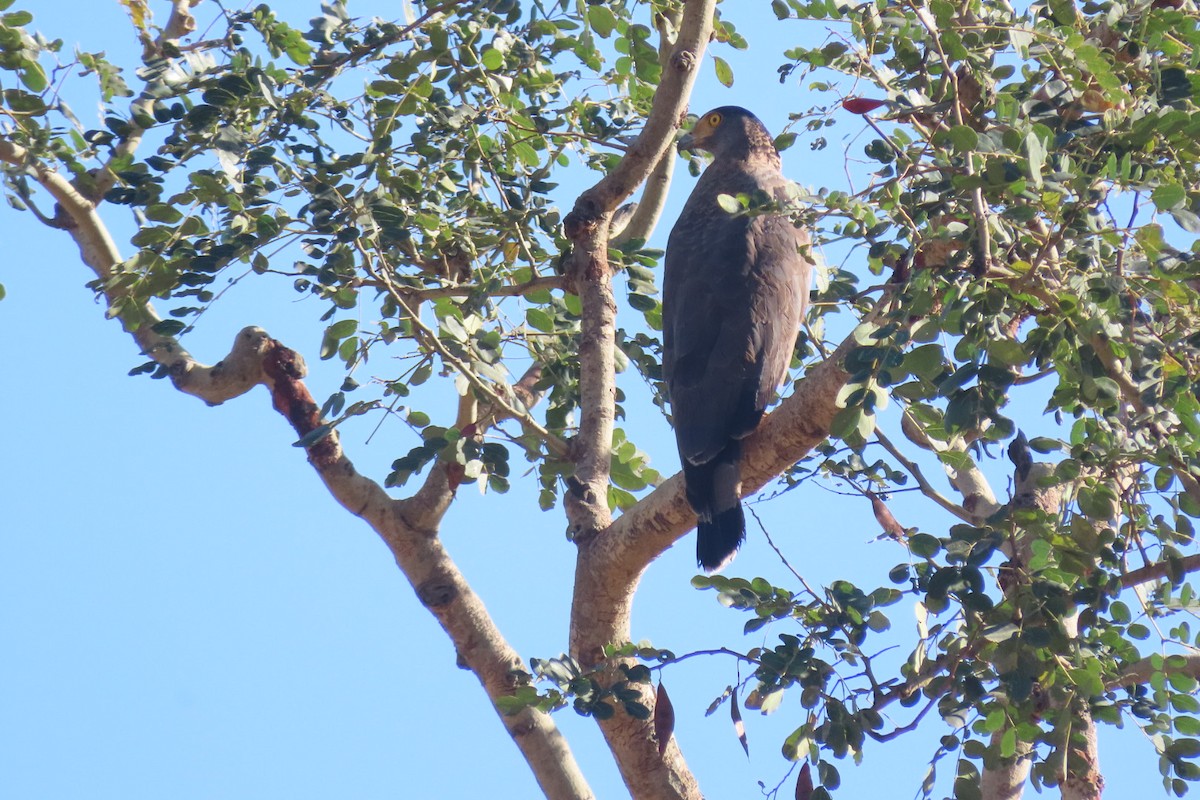 Crested Serpent-Eagle - ML619624298