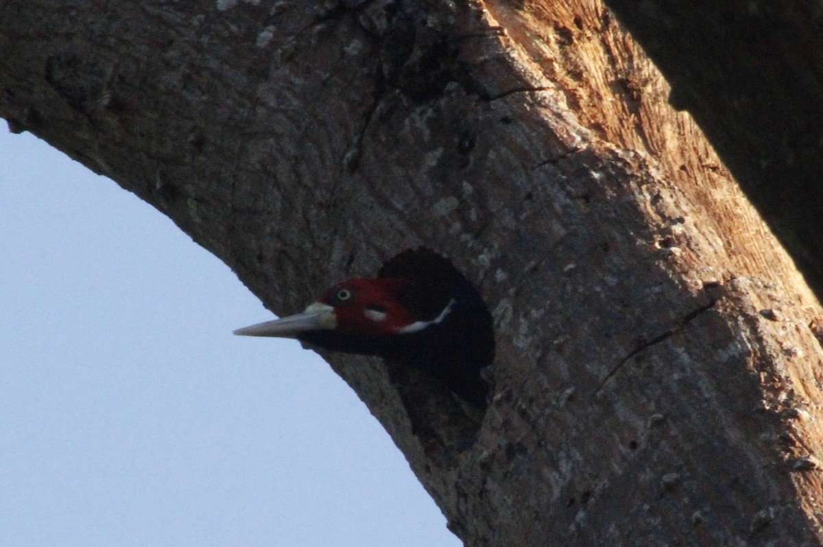 Crimson-crested Woodpecker - ML619624313