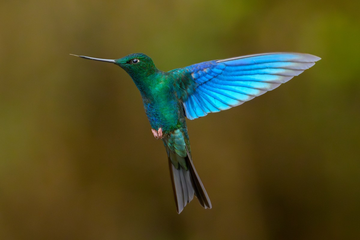 kolibřík modrokřídlý - ML619624336