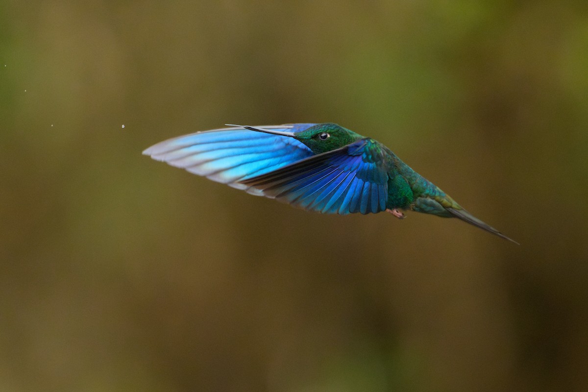kolibřík modrokřídlý - ML619624337