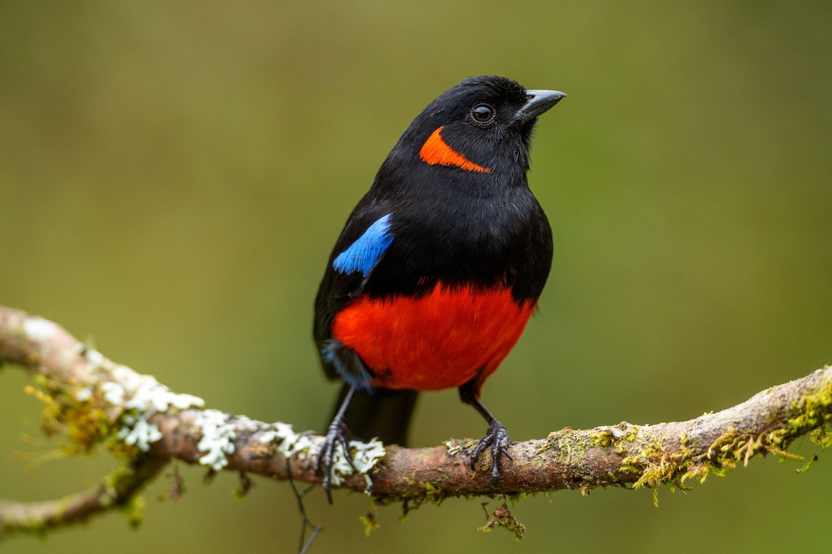 Scarlet-bellied Mountain Tanager - ML619624377
