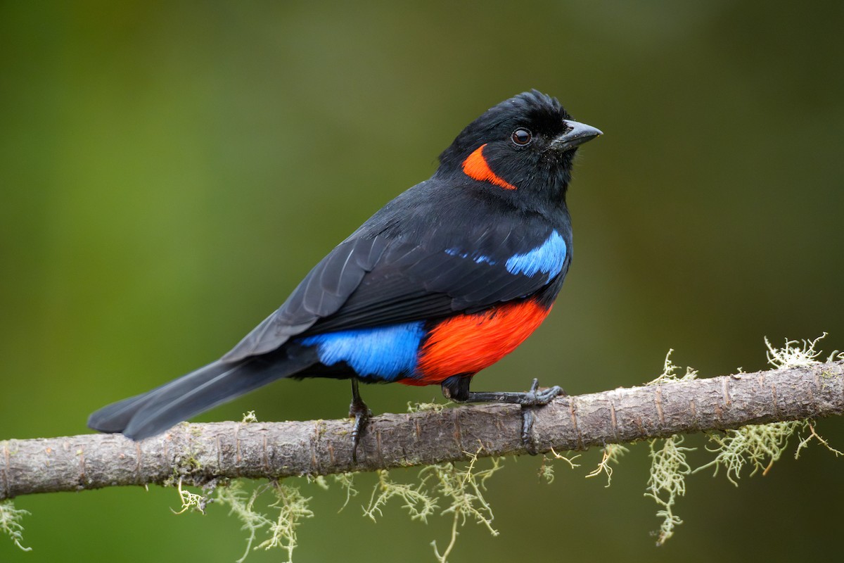 Scarlet-bellied Mountain Tanager - ML619624378