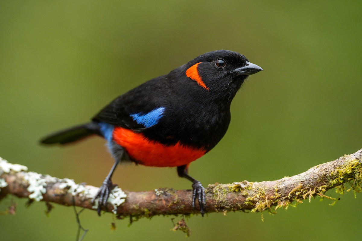 Scarlet-bellied Mountain Tanager - ML619624379