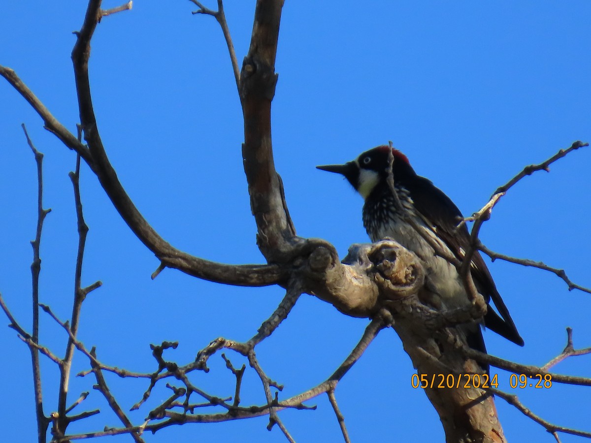 Acorn Woodpecker - ML619624381