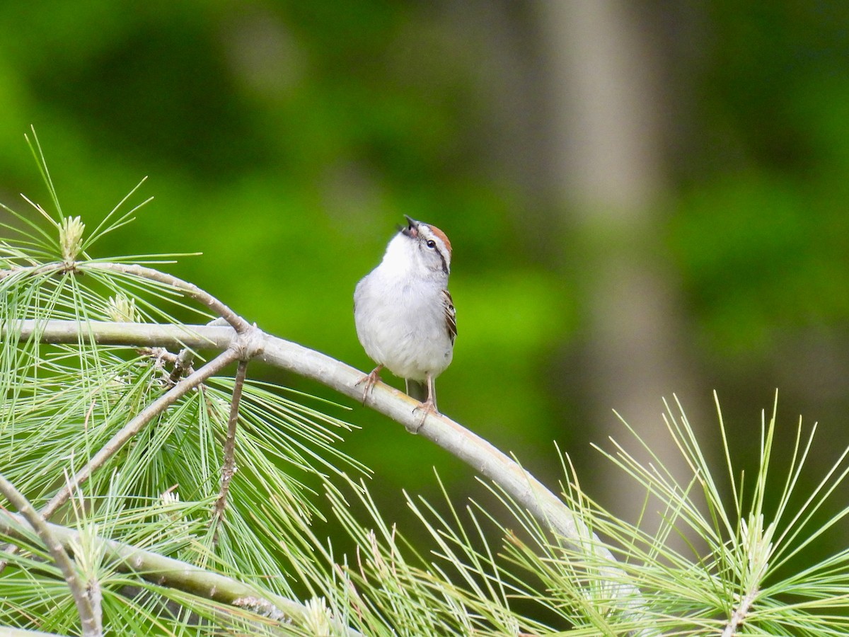 Chipping Sparrow - ML619624441