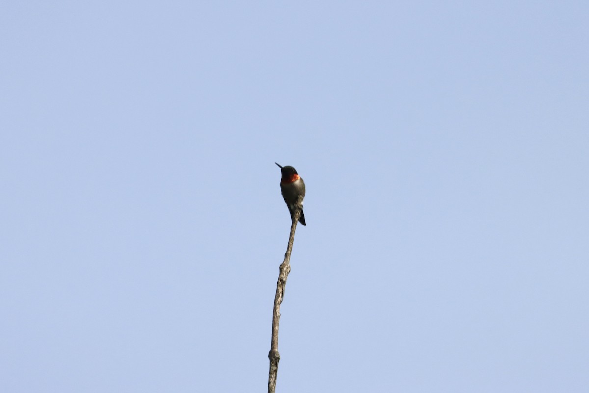Ruby-throated Hummingbird - ML619624449