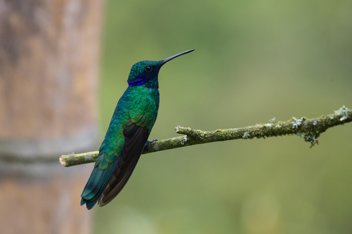 kolibřík modrolící - ML619624480