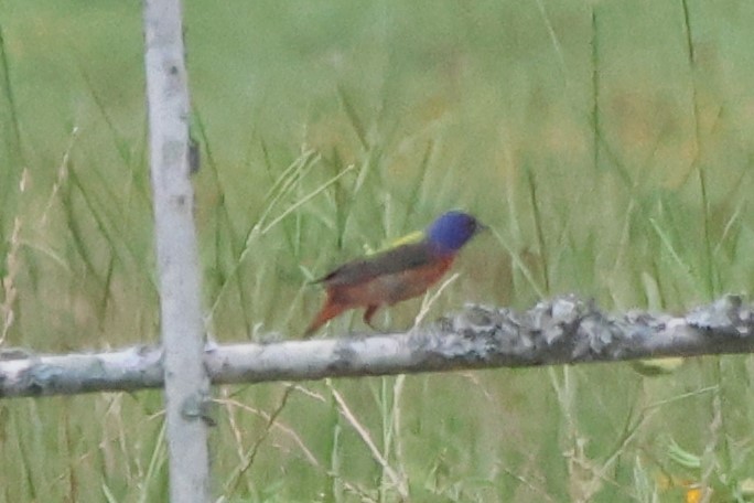 Painted Bunting - ML619624498