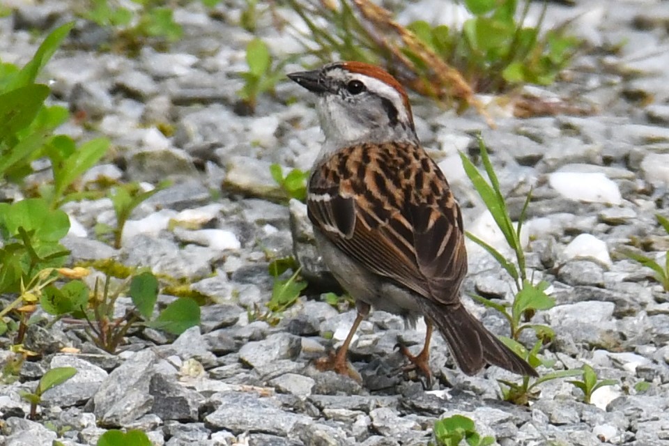 Chipping Sparrow - ML619624546