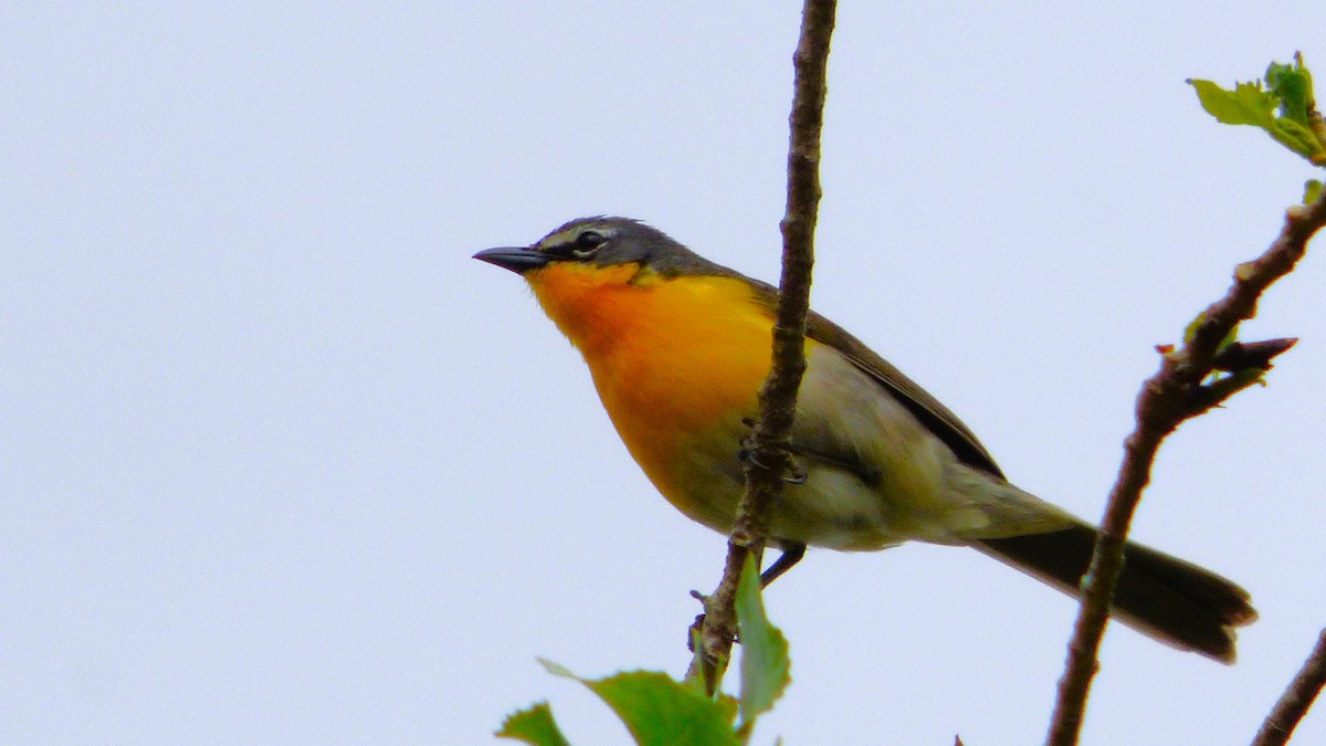 Yellow-breasted Chat - ML619624547