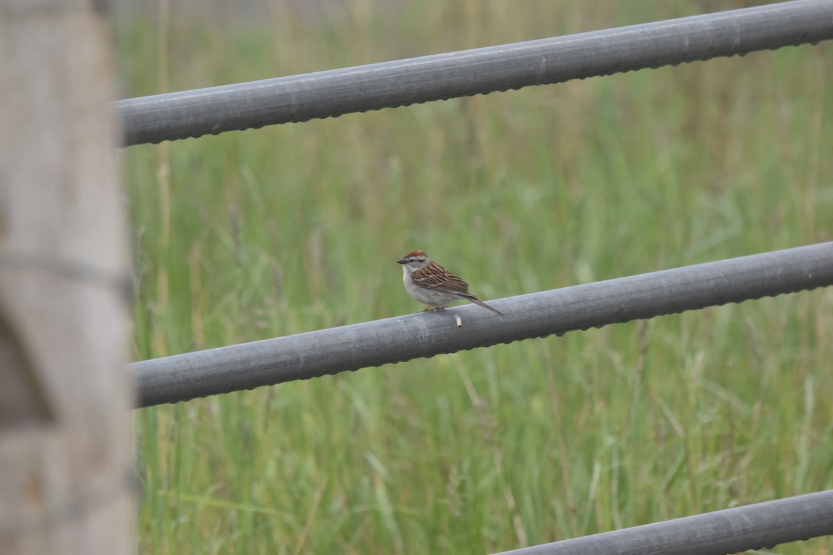 Chipping Sparrow - ML619624594