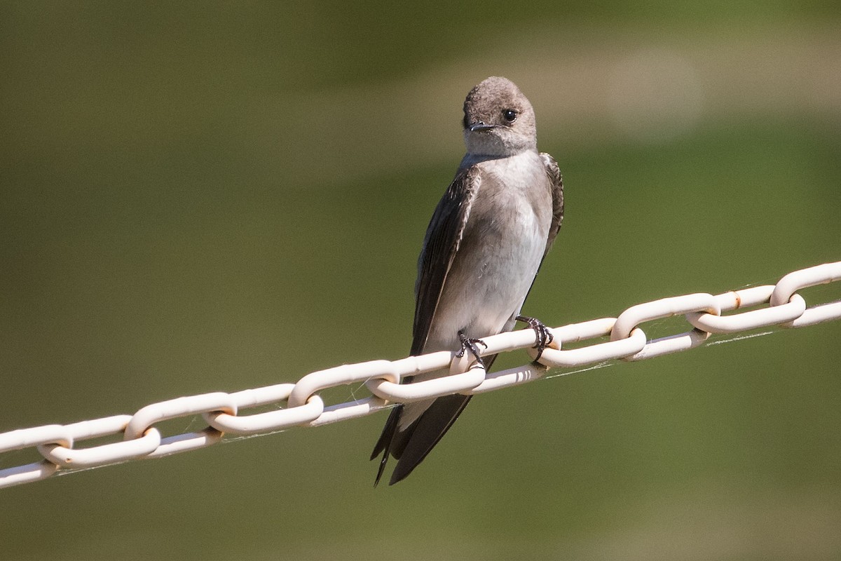 Northern Rough-winged Swallow - ML619624634