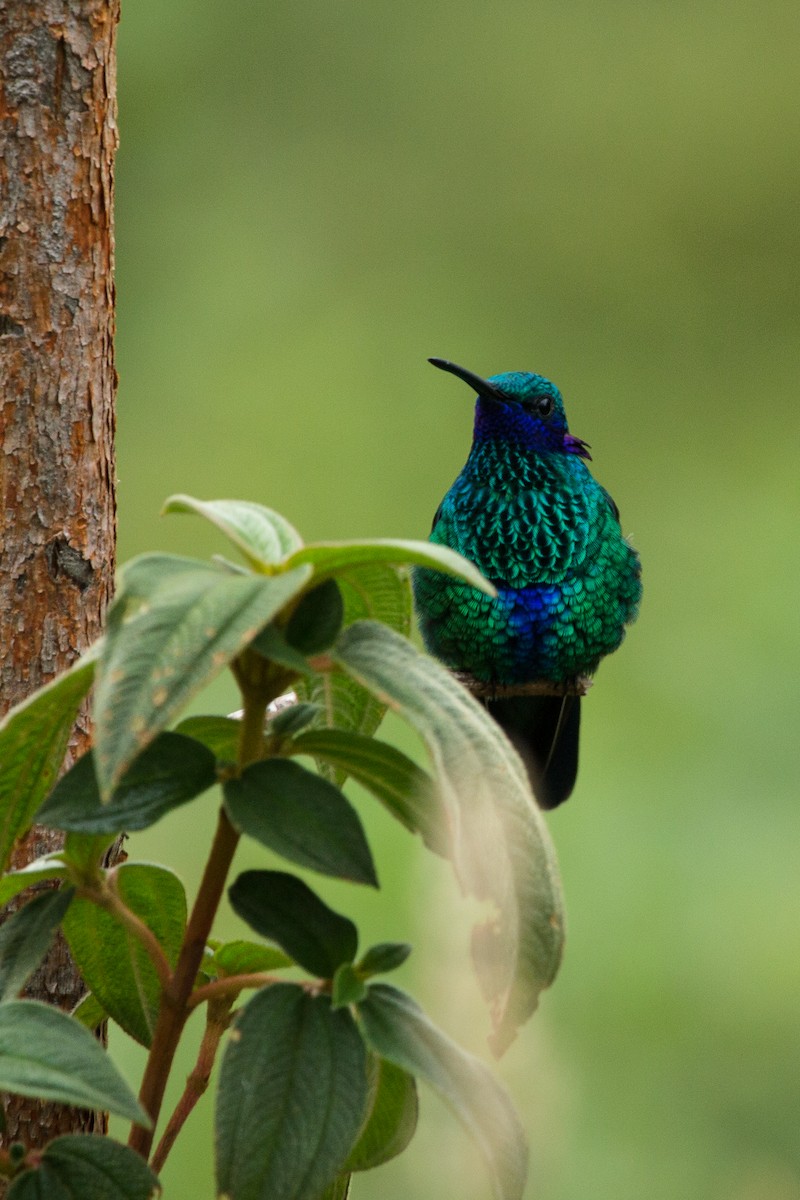 kolibřík modrolící - ML619624686