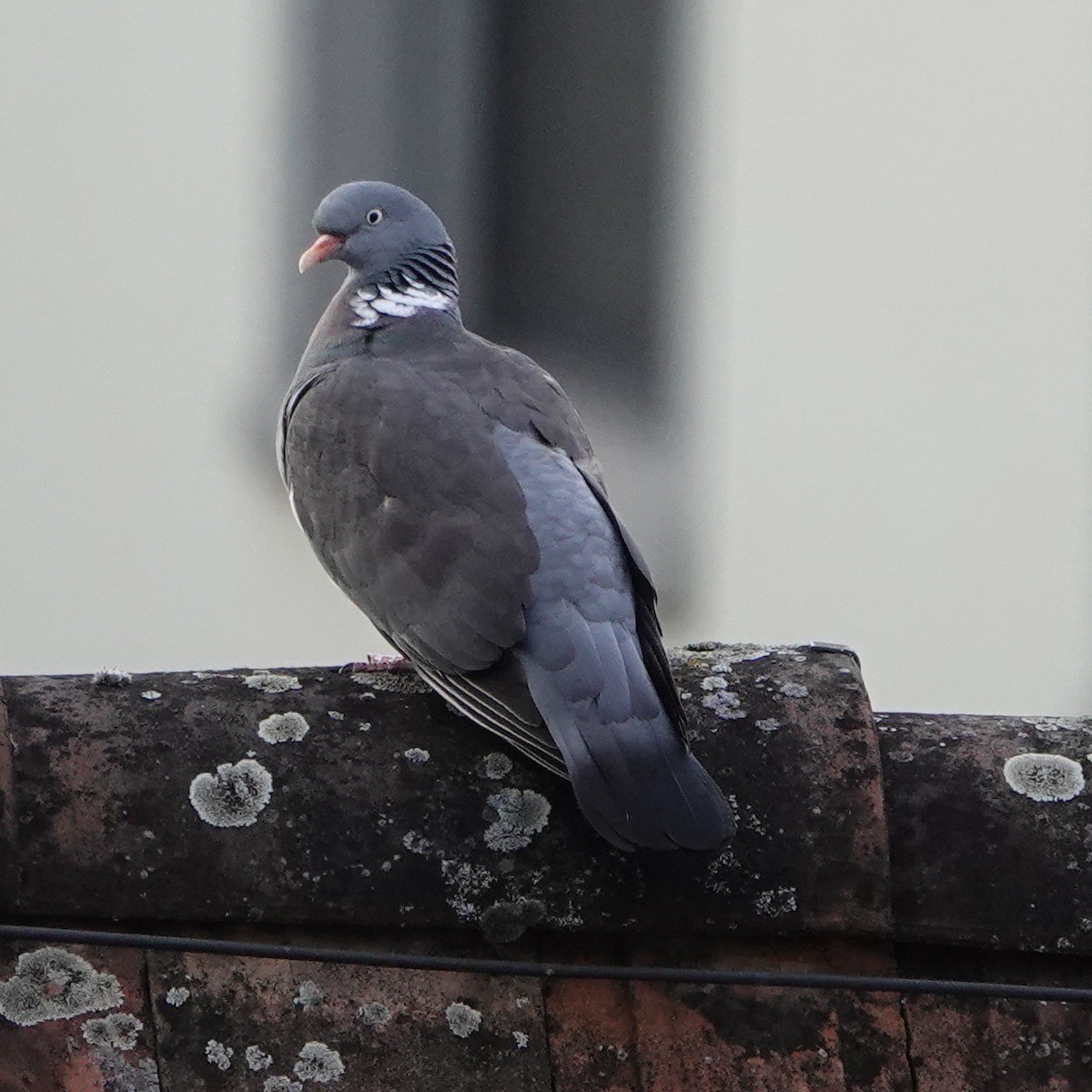 Common Wood-Pigeon - ML619624712