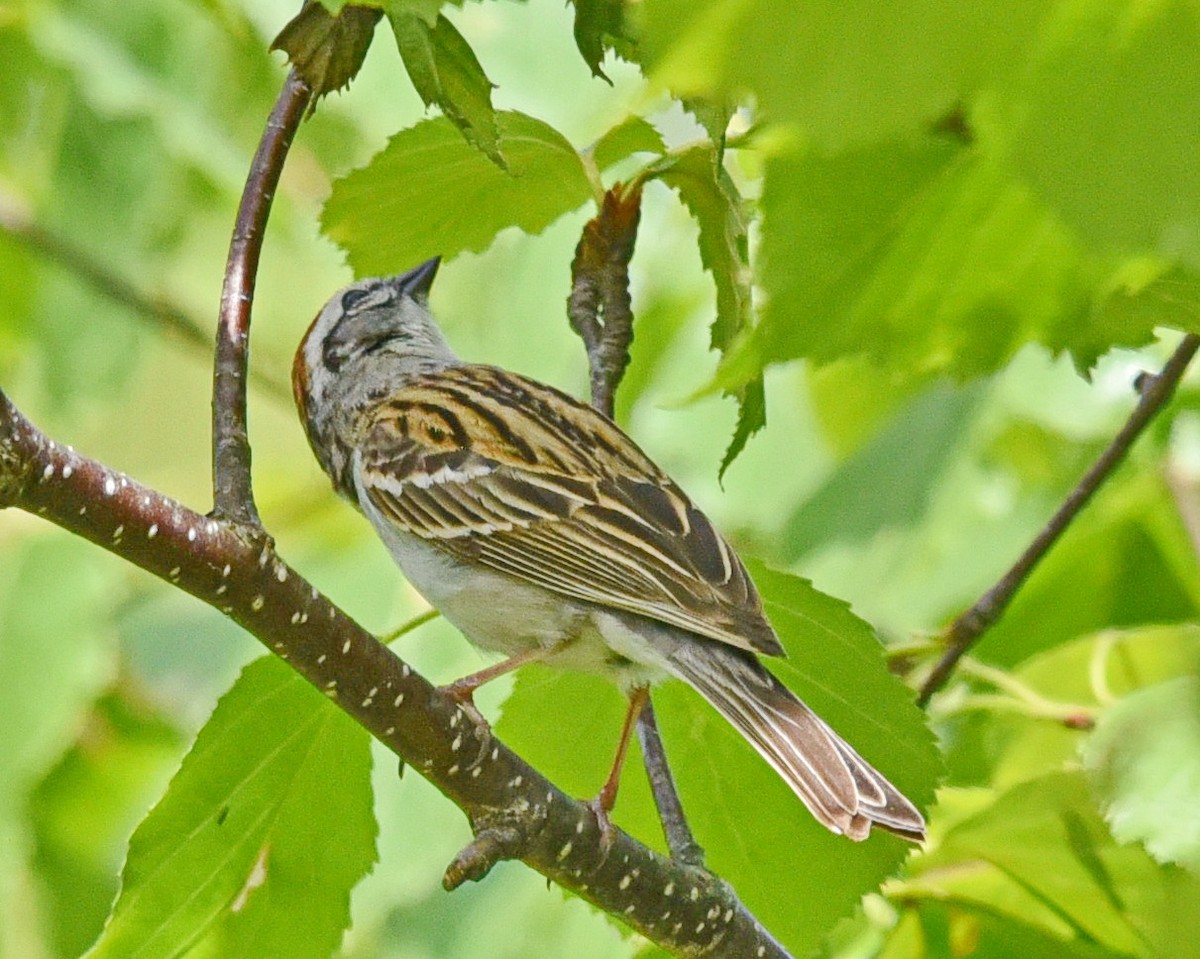 Chipping Sparrow - ML619624722