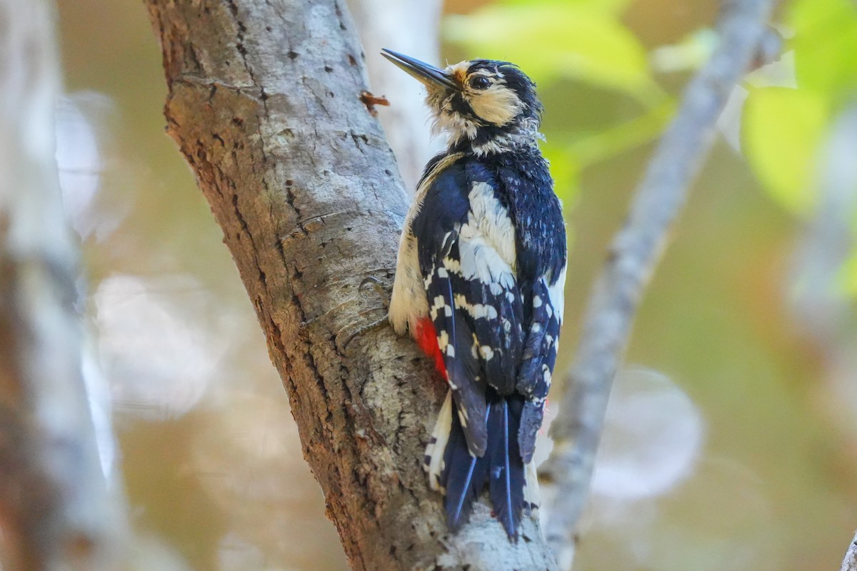 Great Spotted Woodpecker - ML619624795
