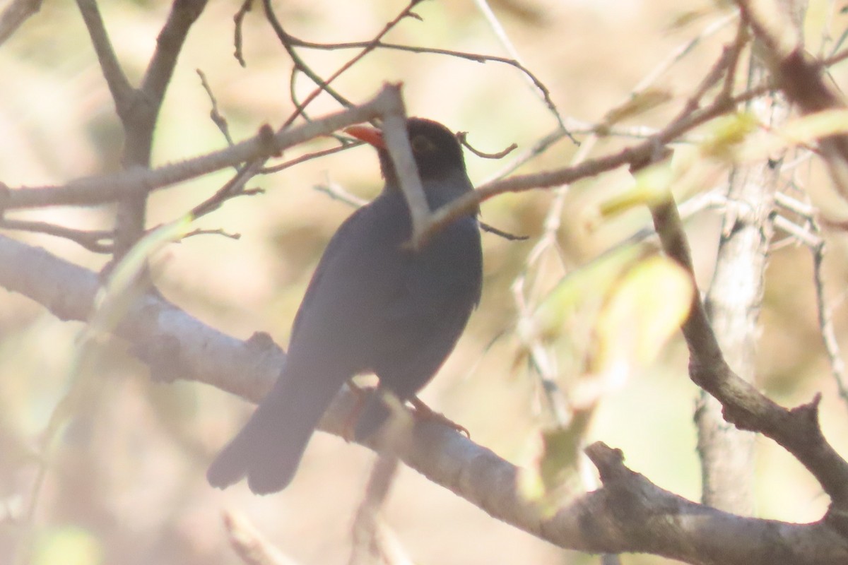 Indian Blackbird - ML619624849