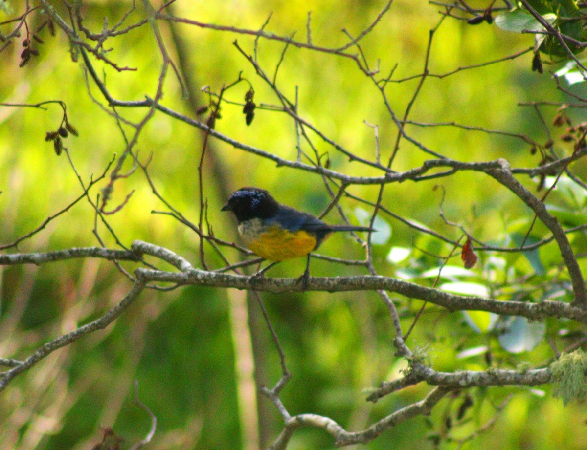 Buff-breasted Mountain Tanager - ML619624858