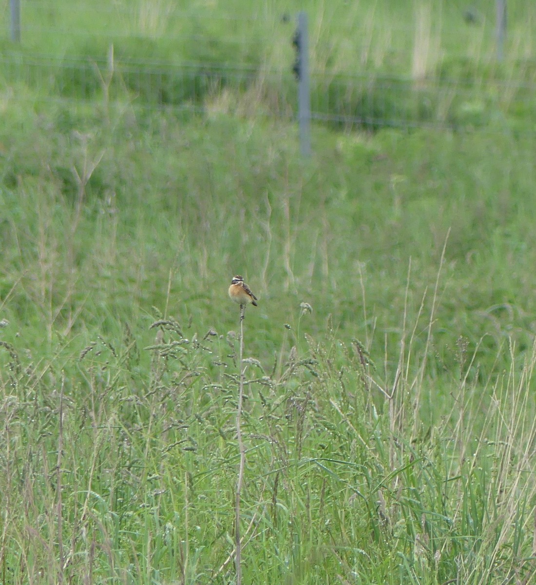 Whinchat - ML619624975