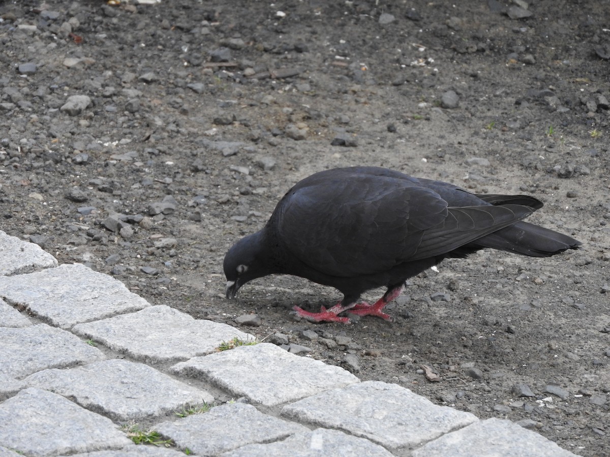 Rock Pigeon (Feral Pigeon) - ML61962501