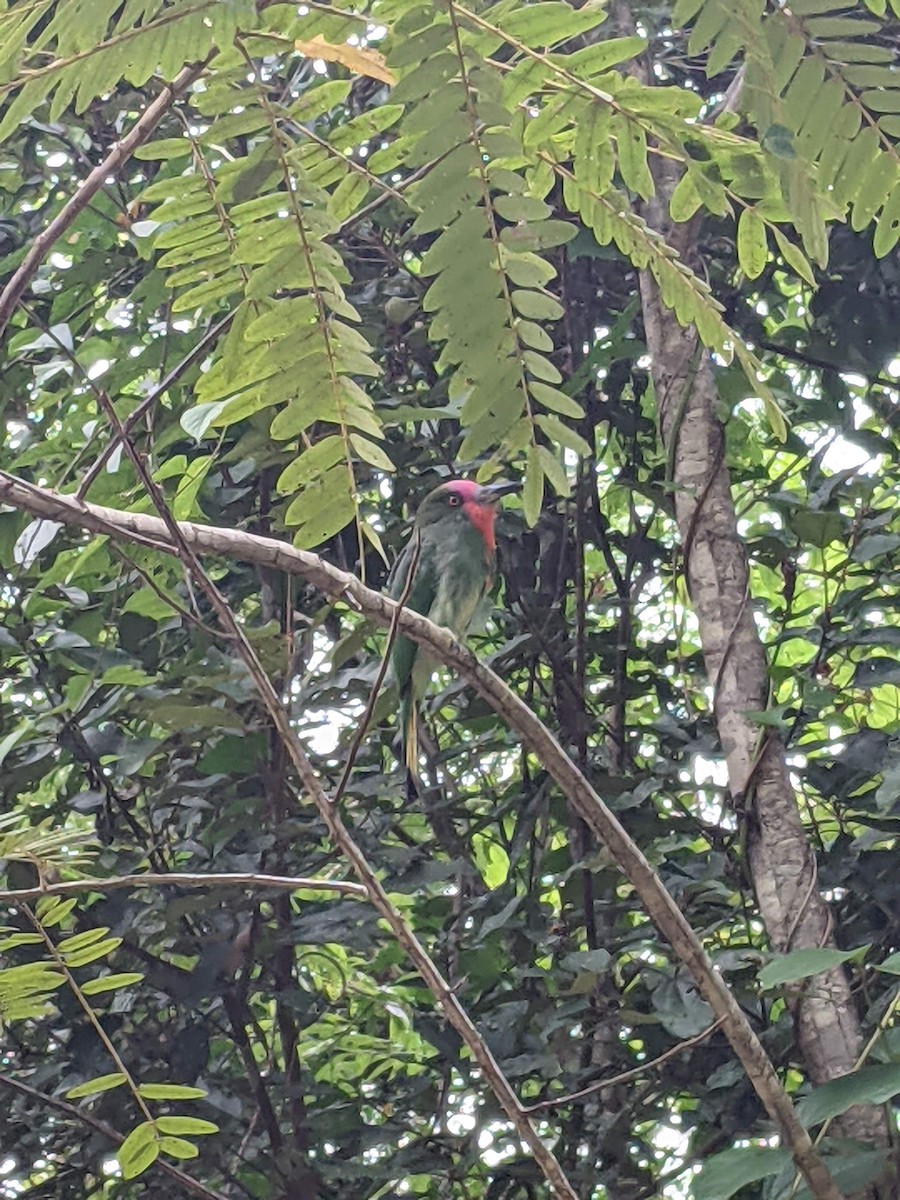 Red-bearded Bee-eater - ML619625024