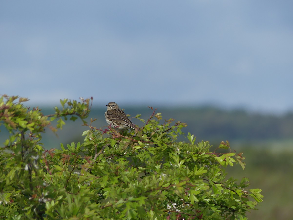 Meadow Pipit - ML619625030