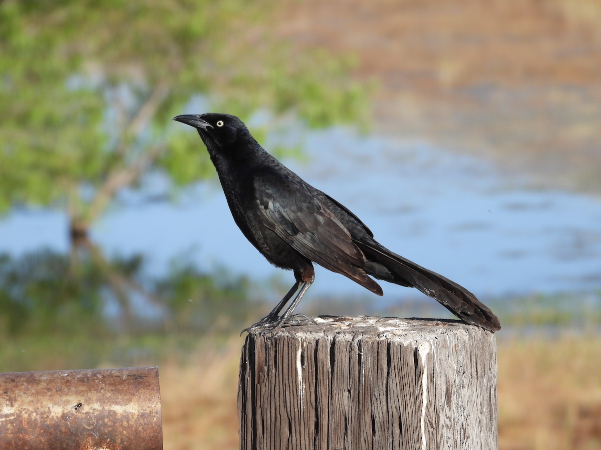 Great-tailed Grackle - ML619625045