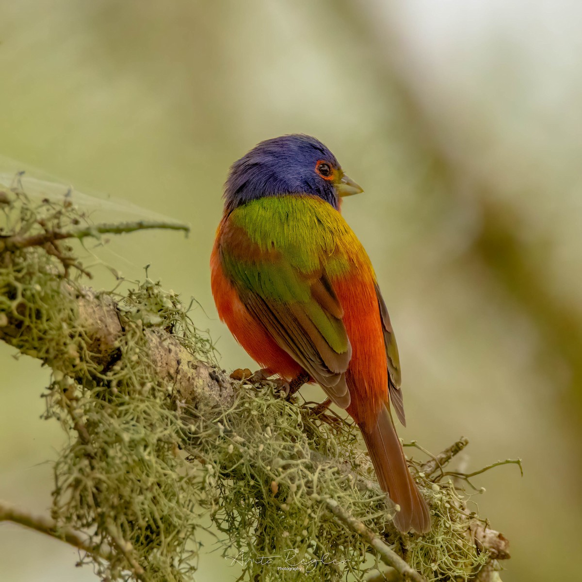 Painted Bunting - ML619625104