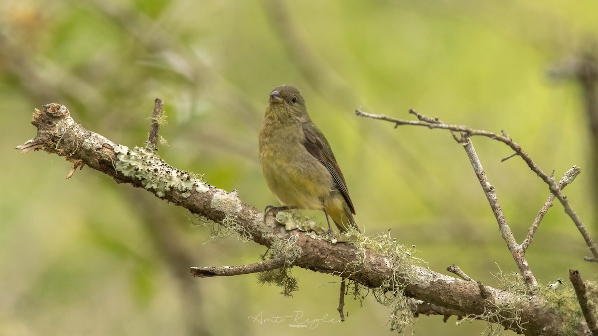 Painted Bunting - ML619625105