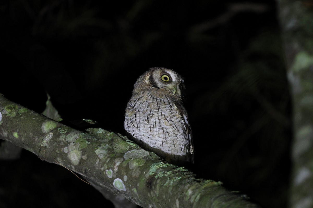 Tropical Screech-Owl - ML619625131